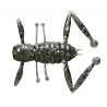 HOPTERA     ( N° 13 )