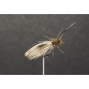SUBSEDGE ( N° 68 H14. N° 68 Bis H16 )