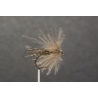 SEDGE
