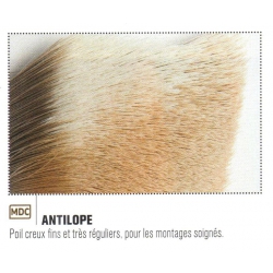 ANTILOPE JMC
