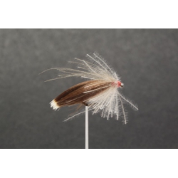 SEDGE  (N° 80 Bis )