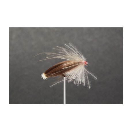 SEDGE  (N° 80 Bis )