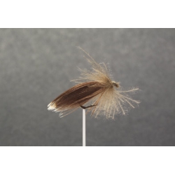 SEDGE (N° 203 )