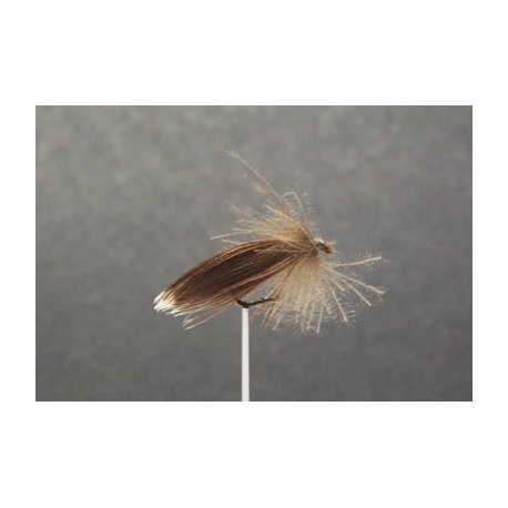 SEDGE (N° 203 )