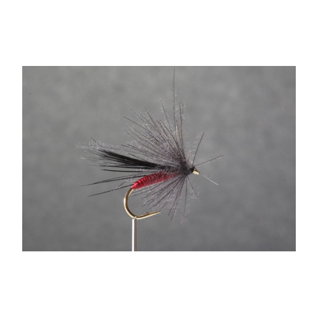 SEDGE (N° 244 - 245- 246 - 247 ) 