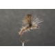 EMERGENTE DE SEDGE MONTAGE PARACHUTTE ( N°144Bis )